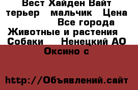 Вест Хайден Вайт терьер - мальчик › Цена ­ 35 000 - Все города Животные и растения » Собаки   . Ненецкий АО,Оксино с.